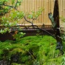 小さなお庭